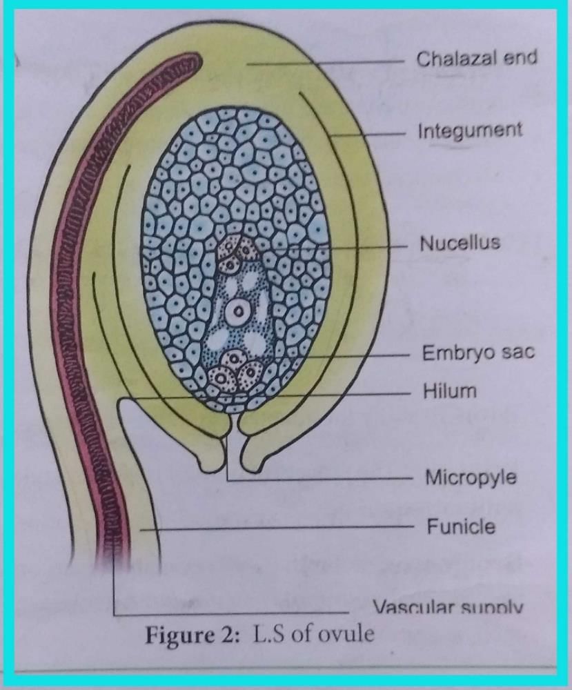 What Is Ovule Class 10