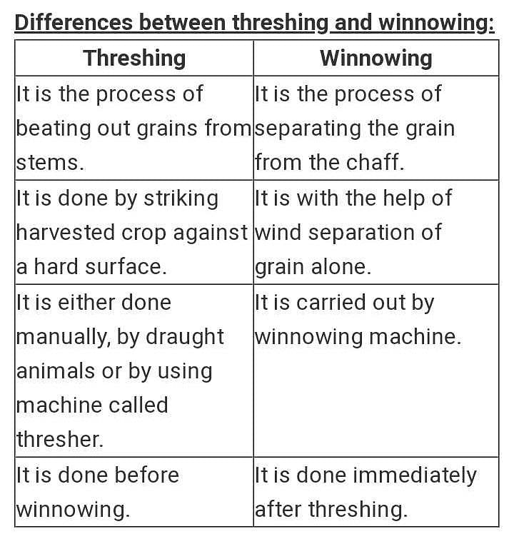 What is difference between threshing and winnowing ? please explain in different words