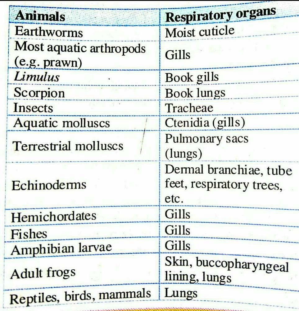 Respiratory organs of some animals .? | EduRev NEET Question