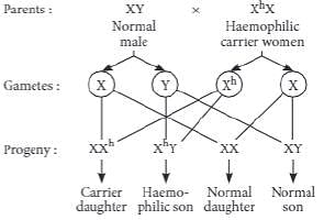 case study questions from principles of inheritance and variation