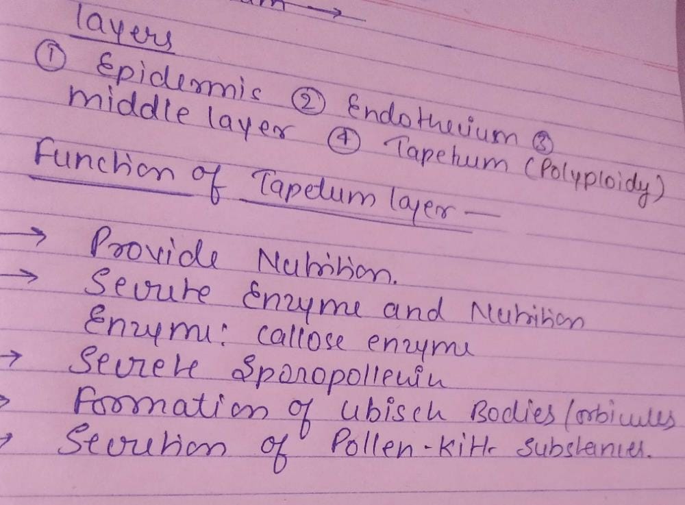 What is the function of Tapetum layer in angiosperms? EduRev NEET Question