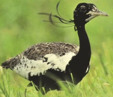 National park in Gujarat - Notes | Study ATLAS: Map based learning for UPSC CSE - UPSC National park in Gujarat - Notes | Study ATLAS: Map based learning for UPSC CSE - UPSC