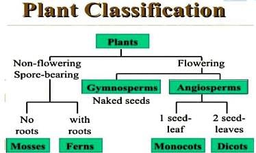 Shankar IAS Summary: Plant Diversity Of India- 1 | Famous Books for UPSC Exam (Summary & Tests)