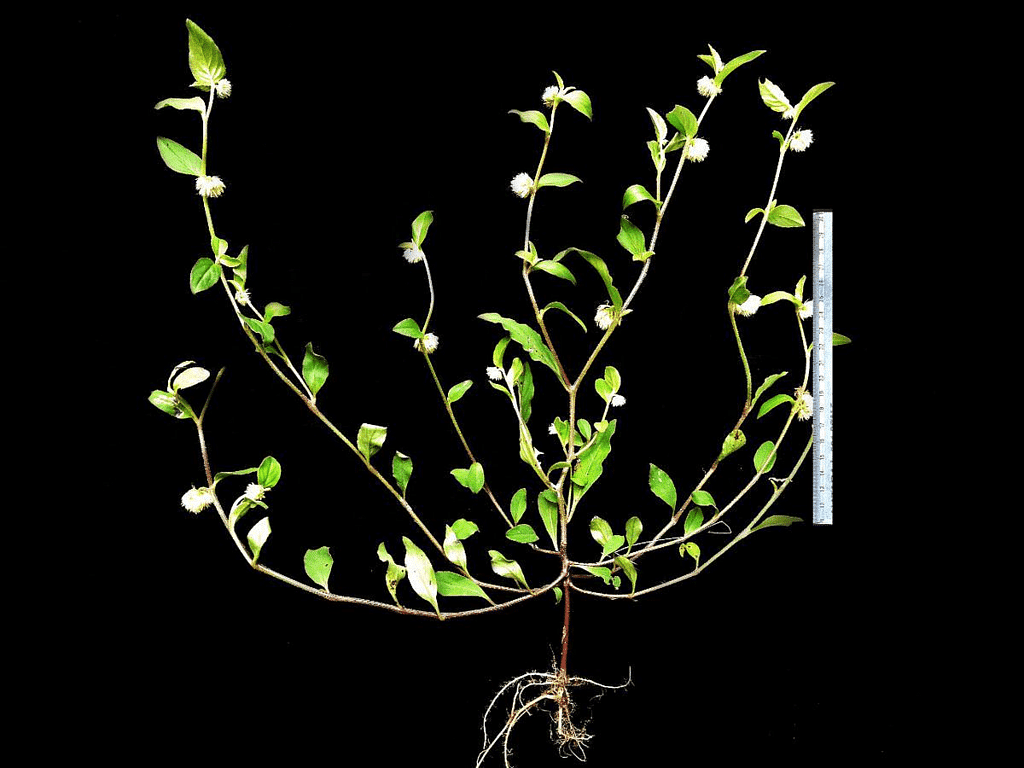 Sandal seedlings raised at the Institute of Wood Science and Technology...  | Download Scientific Diagram