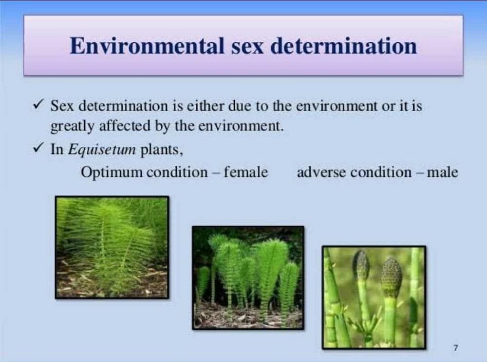 Does Environment Play A Role On Sex Determination In Plants Explain With Example Edurev