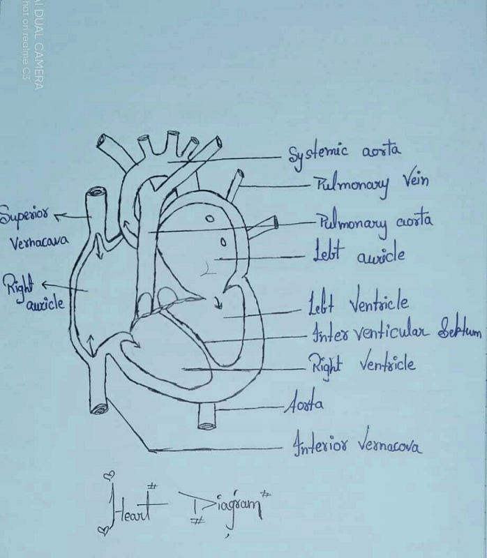 Draw a labelled diagram of the human heart and label its parts.