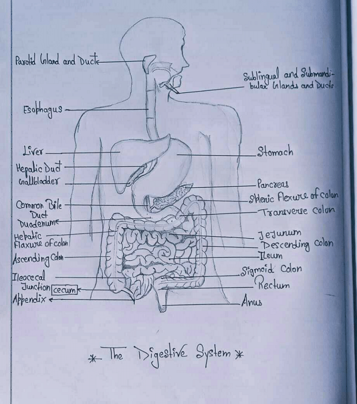 How to draw the Human Digestive System
