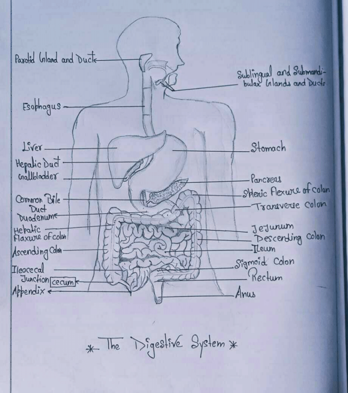 How to draw the Human Digestive System