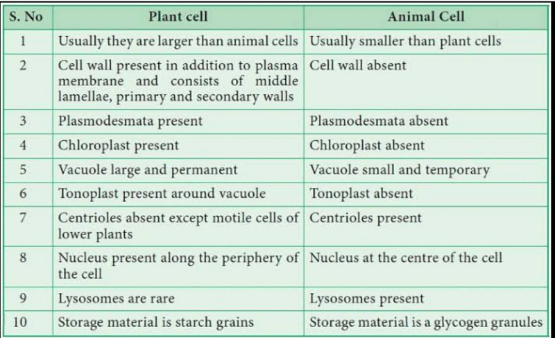 Difference between plant cell and animal cell? | EduRev Class 9 Question