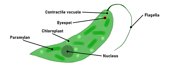 Euglena showing scattered Paramylon in the Cytoplasm