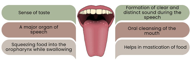 Alimentary Canal: Mouth, Pharynx & Oesophagus Notes | Study Biology Class 11 - NEET