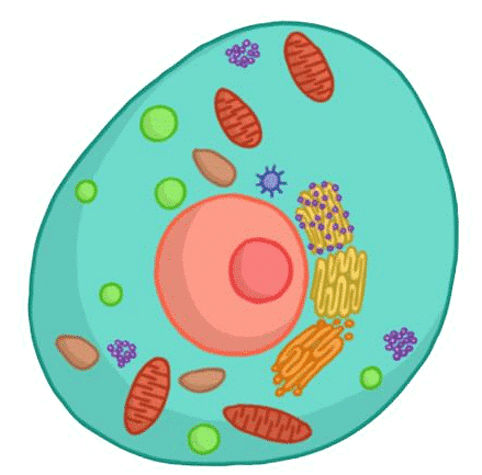 Cell: The Unit of Life Chapter Notes - Biology Class 11 - NEET PDF Download