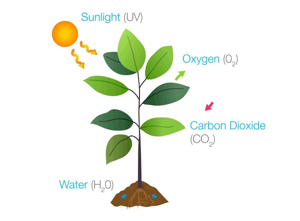 Photosynthesis: Food Making Process in Plants - Science Class 7 PDF ...