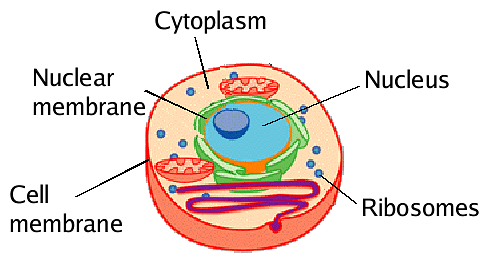 Cell Showing Ribosomes