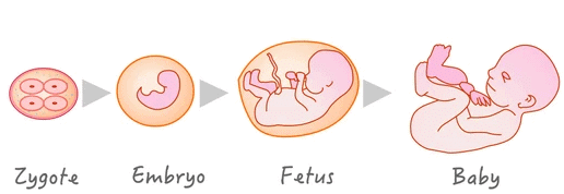 Embryogenesis