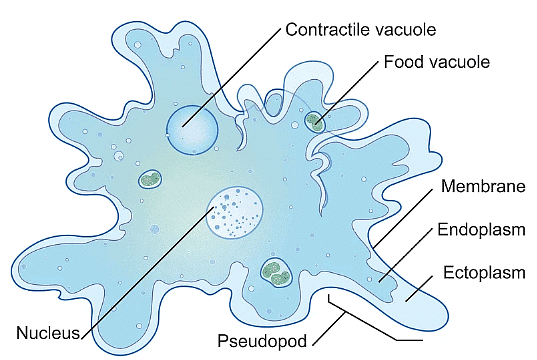 Kingdom Protista: Euglenoids, Slime Moulds and Protozoans - Biology ...