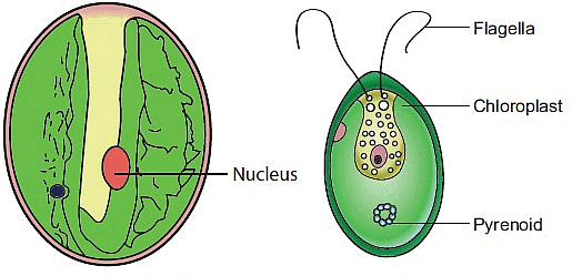 Chlorella (left), Chlamydomonas (Right)
