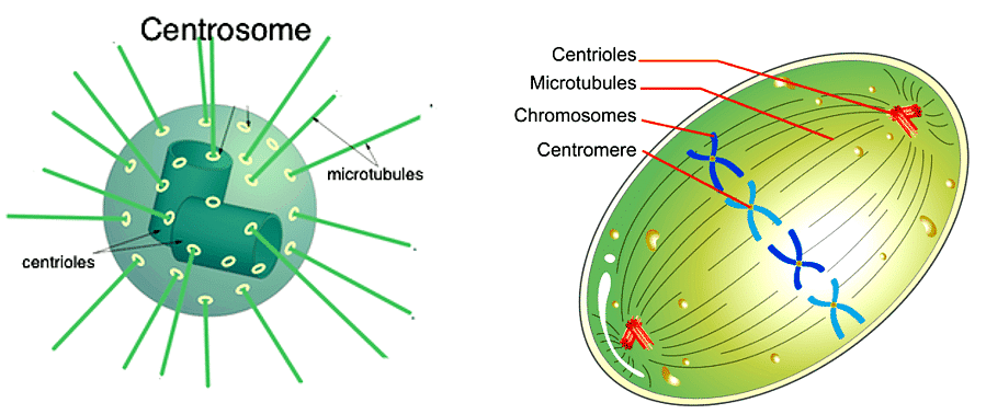 Centrosome and the alignment of the chromosomes during metaphase