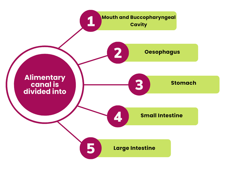 Alimentary Canal: Mouth, Pharynx & Oesophagus Notes | Study Biology Class 11 - NEET