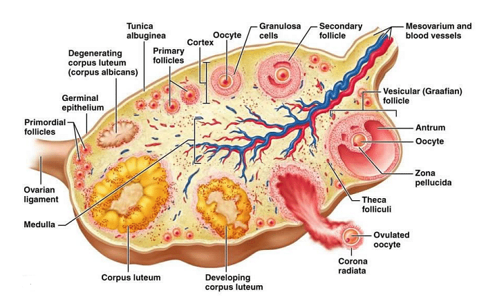 Internal Structure of Ovary