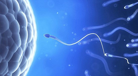  Ovum (female gamete) & Sperm (male gamete)