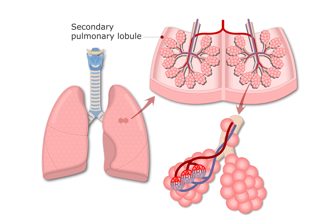 Human Respiratory System - Biology Class 11 - NEET PDF Download