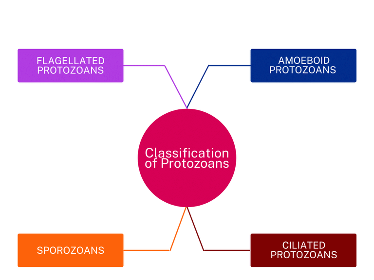 Kingdom Protista: Euglenoids, Slime Moulds & Protozoans Notes | Study Biology Class 11 - NEET