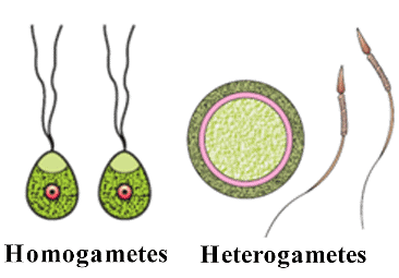 NCERT Notes: Reproduction in Organisms Notes | Study Biology Class 12 - NEET