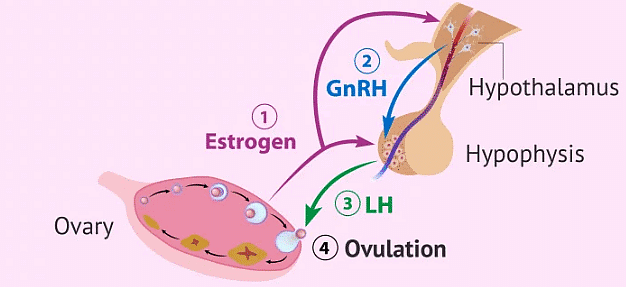 Hormonal Control of Oogenesis