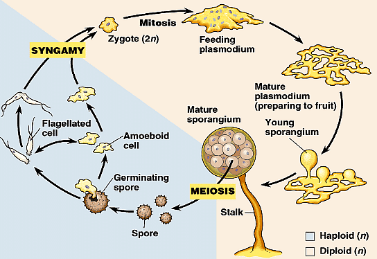 Life Cycle of Slime Moulds