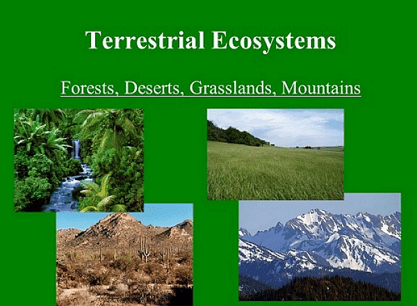 types of terrestrial ecosystem
