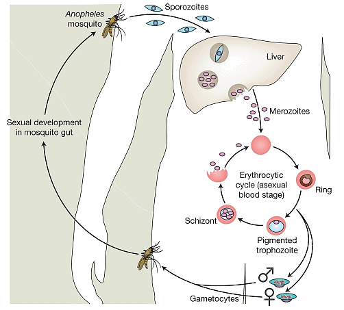 Life cycle of Plasmodium