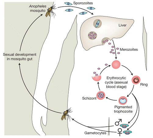 Life cycle of Plasmodium