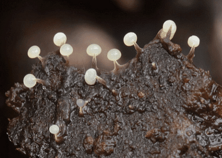 Sporangia in Slime Moulds