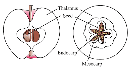 NEET Previous Year Questions(2016-23): Morphology of Flowering Plants ...