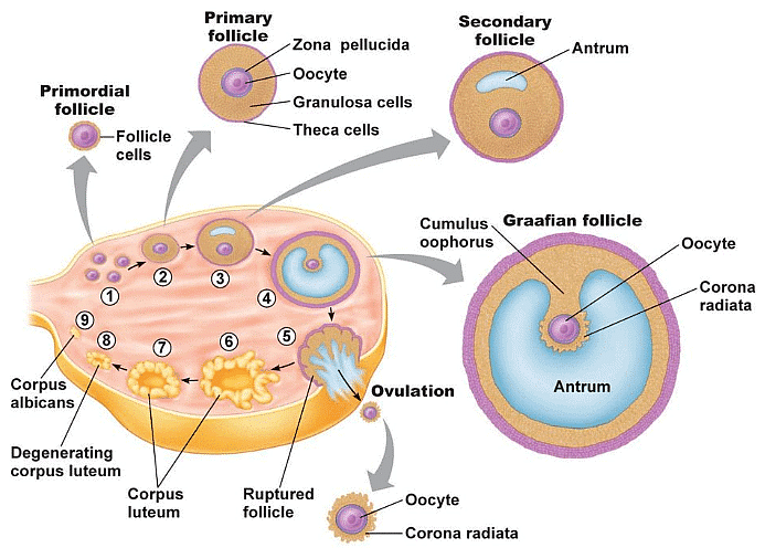 Process of Ovulation
