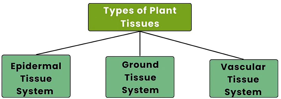 Tissues and The Tissue System - Biology Class 11 - NEET PDF Download