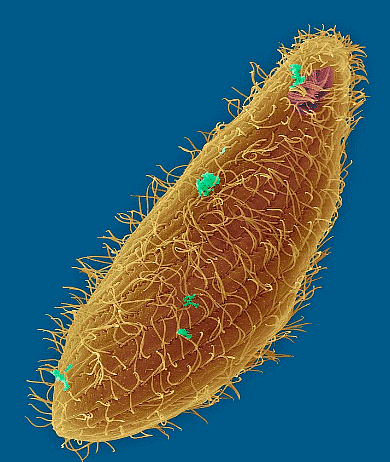 Paramecium with cilia all over its body