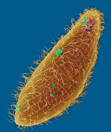 Paramecium
