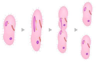 Binary fission in Protozoa