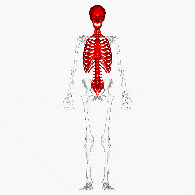 Draw accurate bones and muscle  Creative Bloq