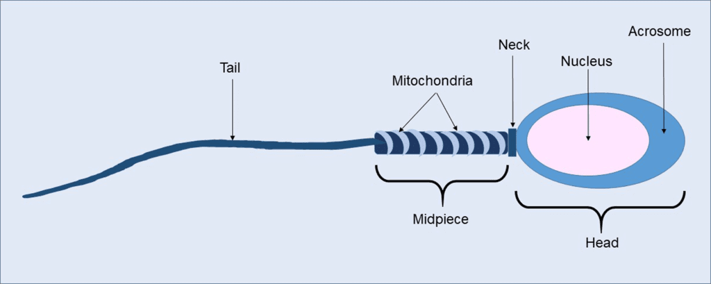 Human Reproduction: Assertions and Reason Type Questions- 1 - Biology ...