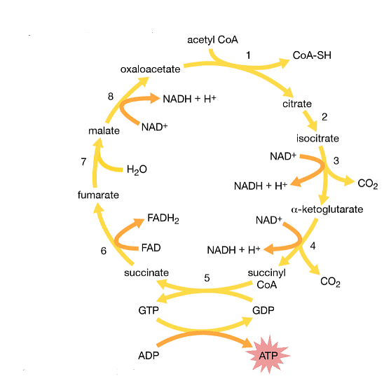 Krebs Cycle Or Citric Acid Cycle: Steps, Products And Significance ...