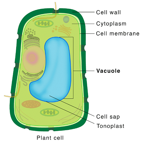 Mnemonics: Cell- The Unit of Life - Biology Class 11 - NEET PDF Download