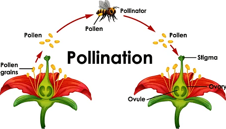 Pollination by Insect