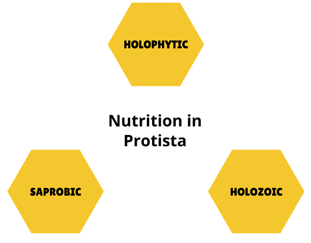 Kingdom Protista: Euglenoids, Slime Moulds & Protozoans Notes | Study Biology Class 11 - NEET