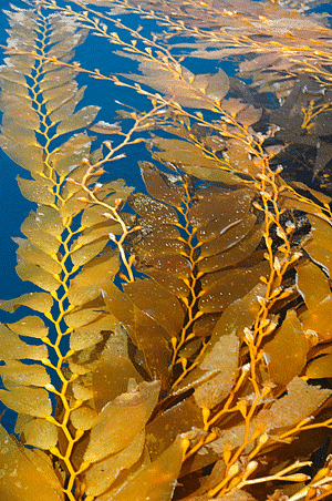 Brown Algae