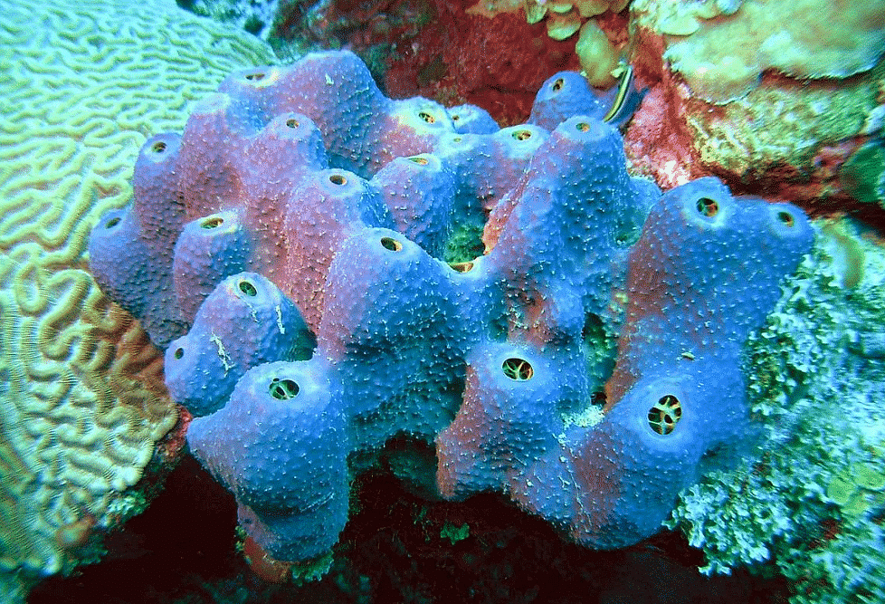 Porifera bearing pores