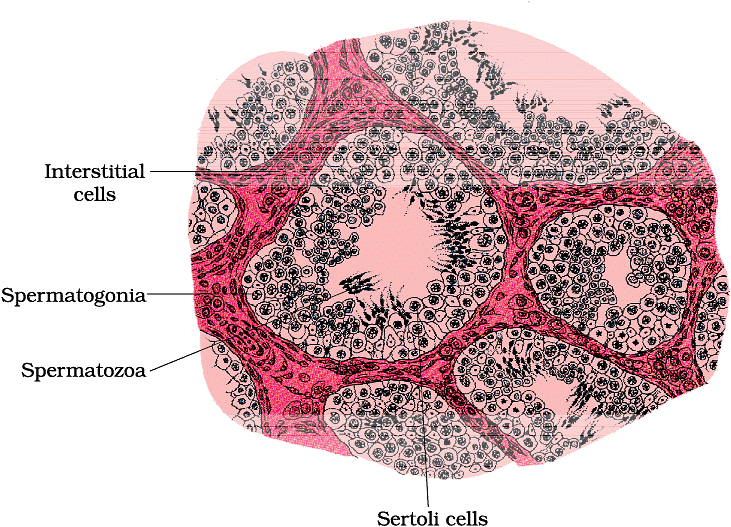 Important Notes For Neet Human Reproduction Biology Class 12