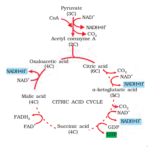 Kreb`s Cycle